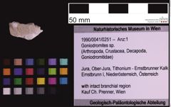 Foto (Objekt + Etiketten) von Goniodromites sp. (NHMW-GEO-1990-0041-0251)